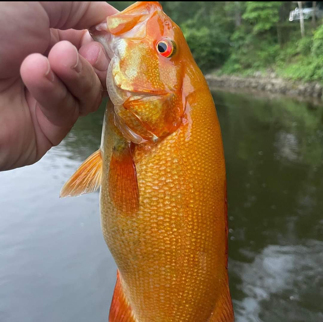 Bass Fishing Neon 