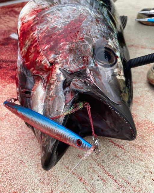 Vertical Jigging For Bluefin Tuna Off Cape Cod, MA 