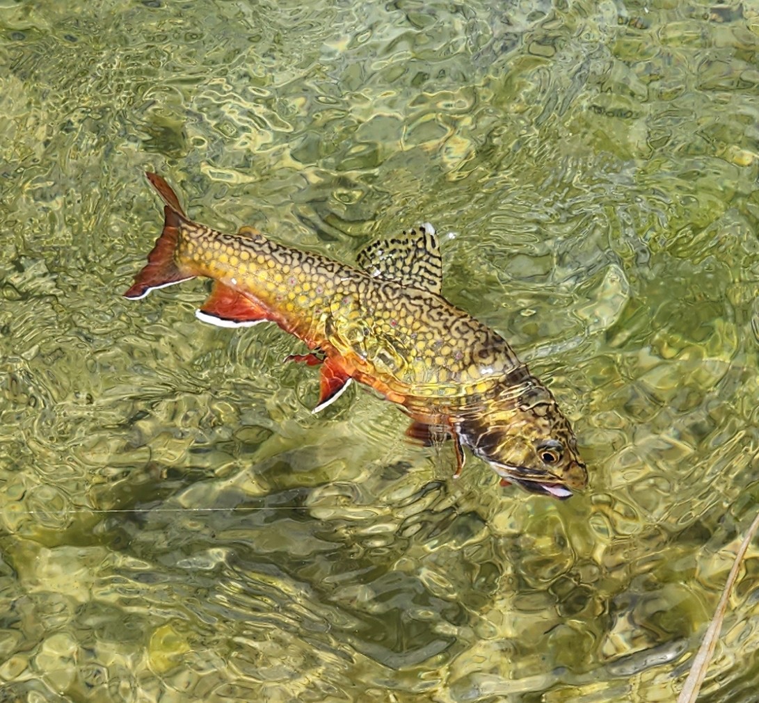 Five tips for more Eastern Sierra trout during summer heat