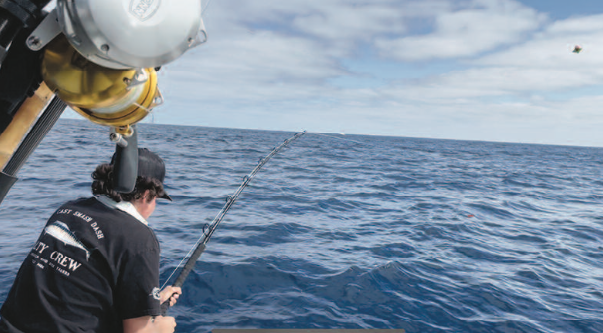 Targeting big bluefin on kites and flying fish baits