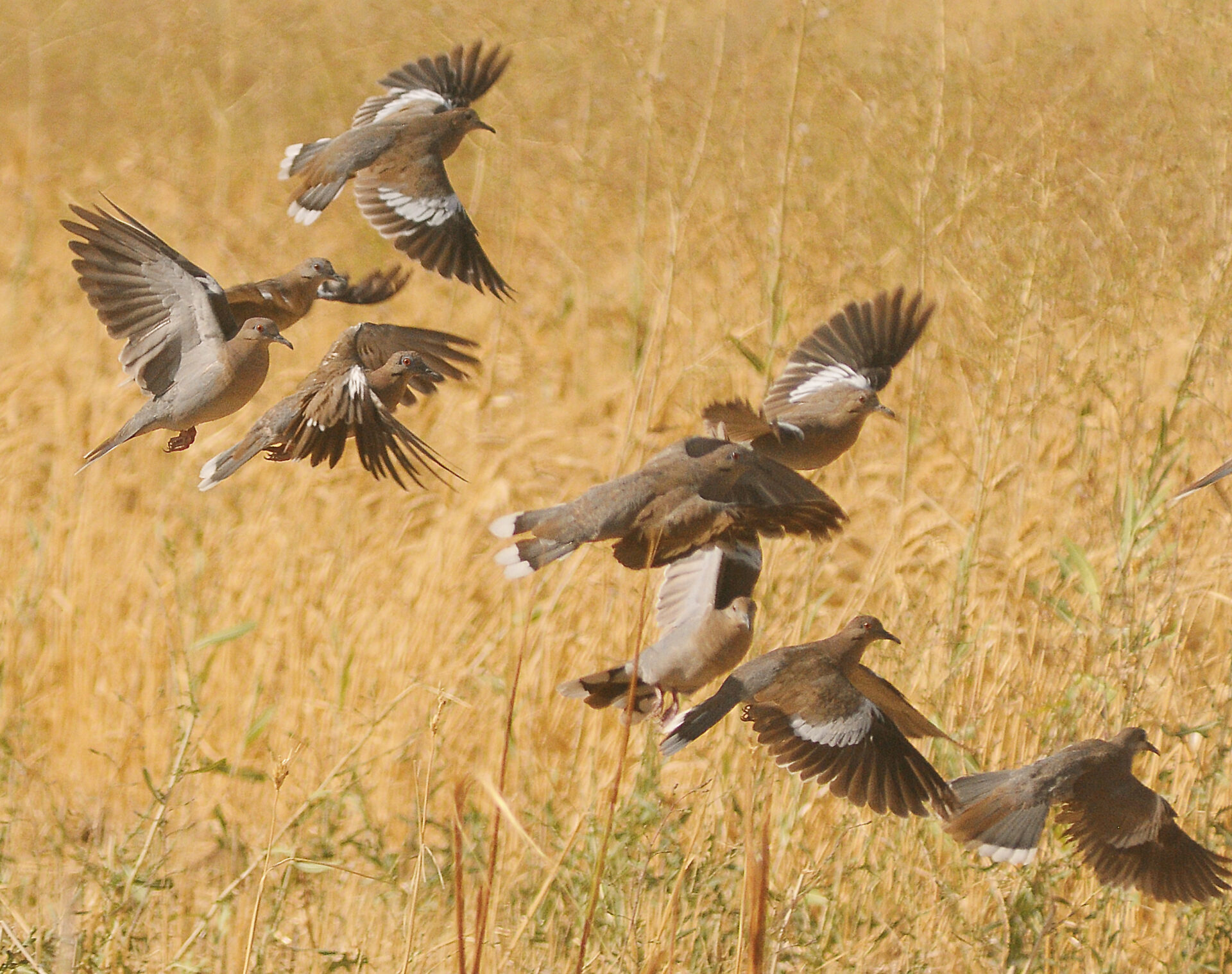 Top five public dove hunting areas in Southern California Western