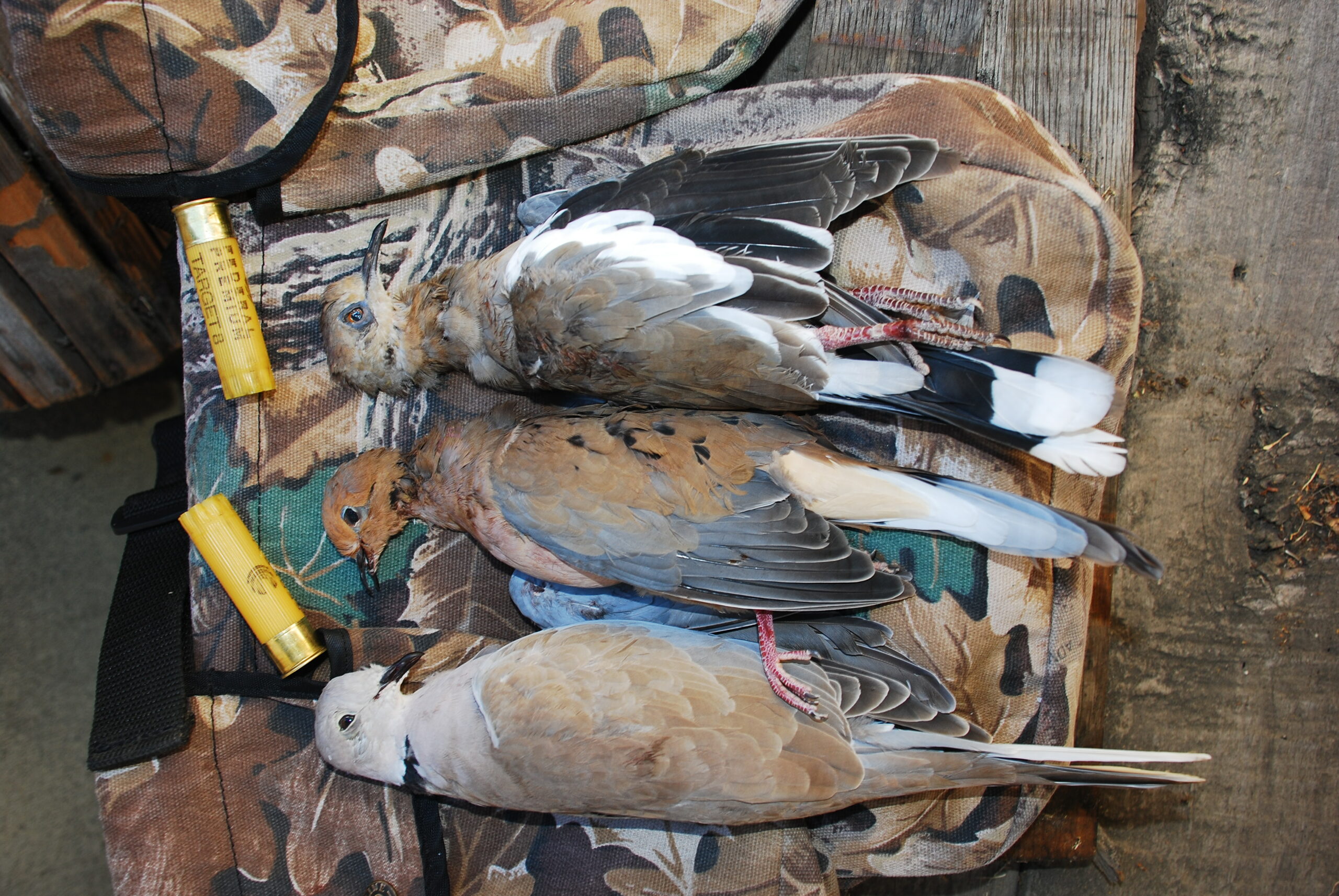 Dove hunting – 2022 season opener preview (reports, tips, maps and  regulations)