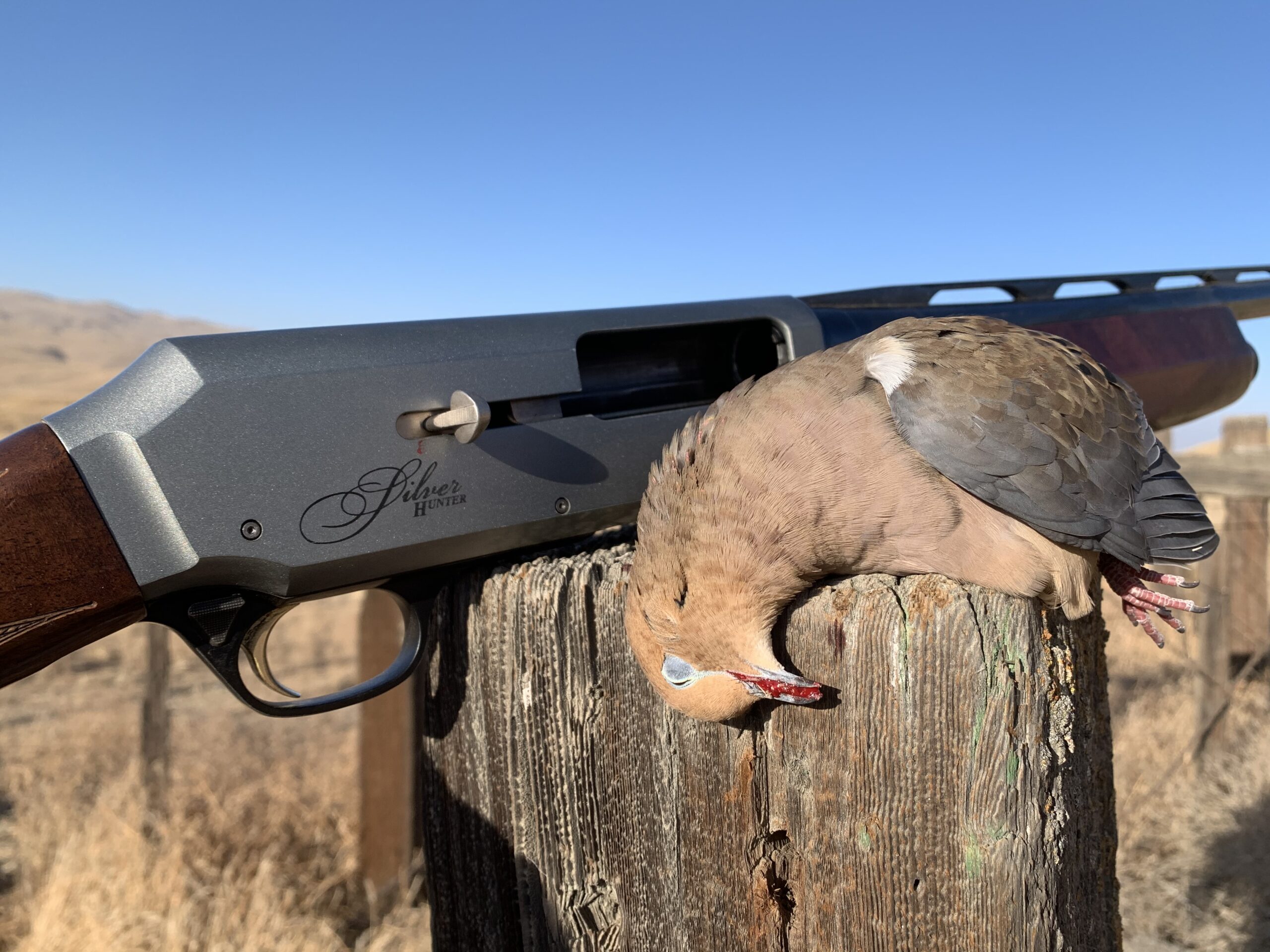 Dove hunting – 2022 season opener preview (reports, tips, maps and  regulations)