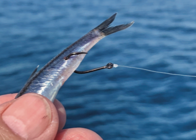 Sardine Belly Hook  How to Live Bait Fishing Southern California