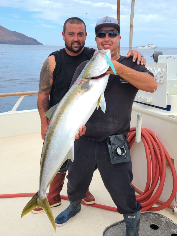 Sportfishing β Tackle, tactics, tips & baits for successful Yellowtail ...