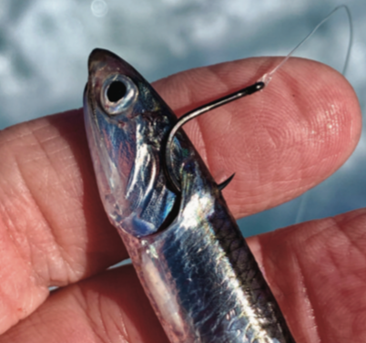 Live bait fishing – top 5 ways to hook small baits & tackle tips