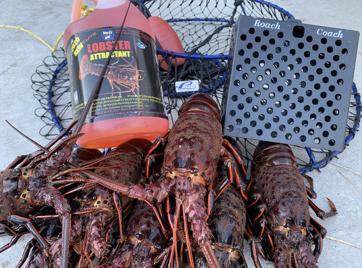 Lobster season – Pro tips and tactics to catch more bugs this opener (Oct  1st)