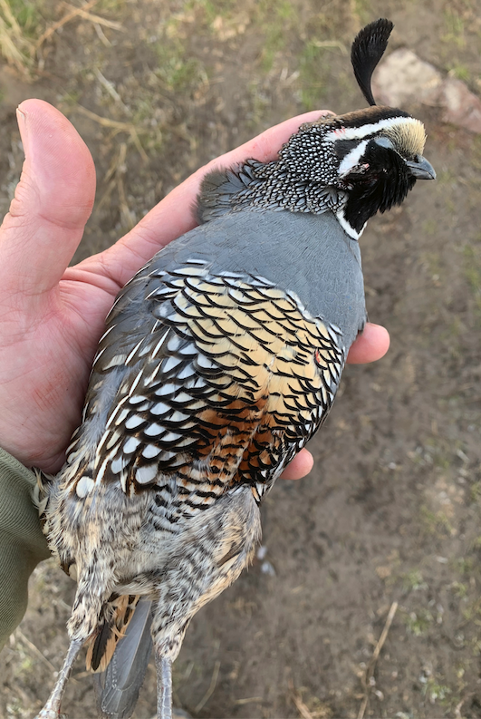 california crow hunting