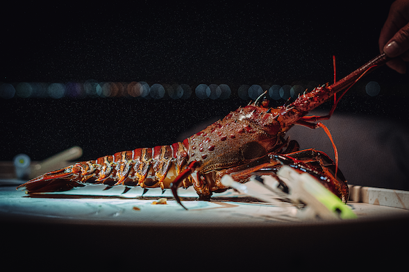 Lobster season – 5 steps to start lobster fishing for the first
