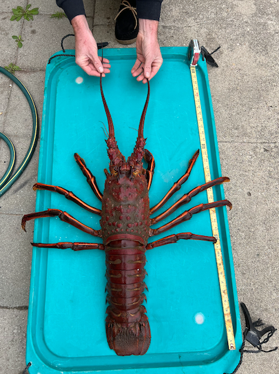 Saltwater – Monster, record-shaking lobster hooped!