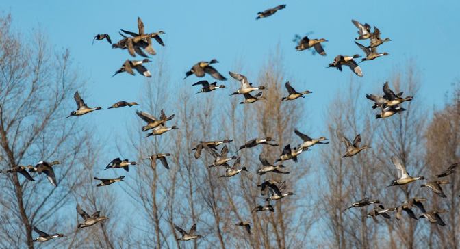 Wye Island Goose Hunting Lottery