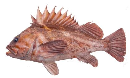 Sportfishing – Big changes to groundfish & rockfish regulations