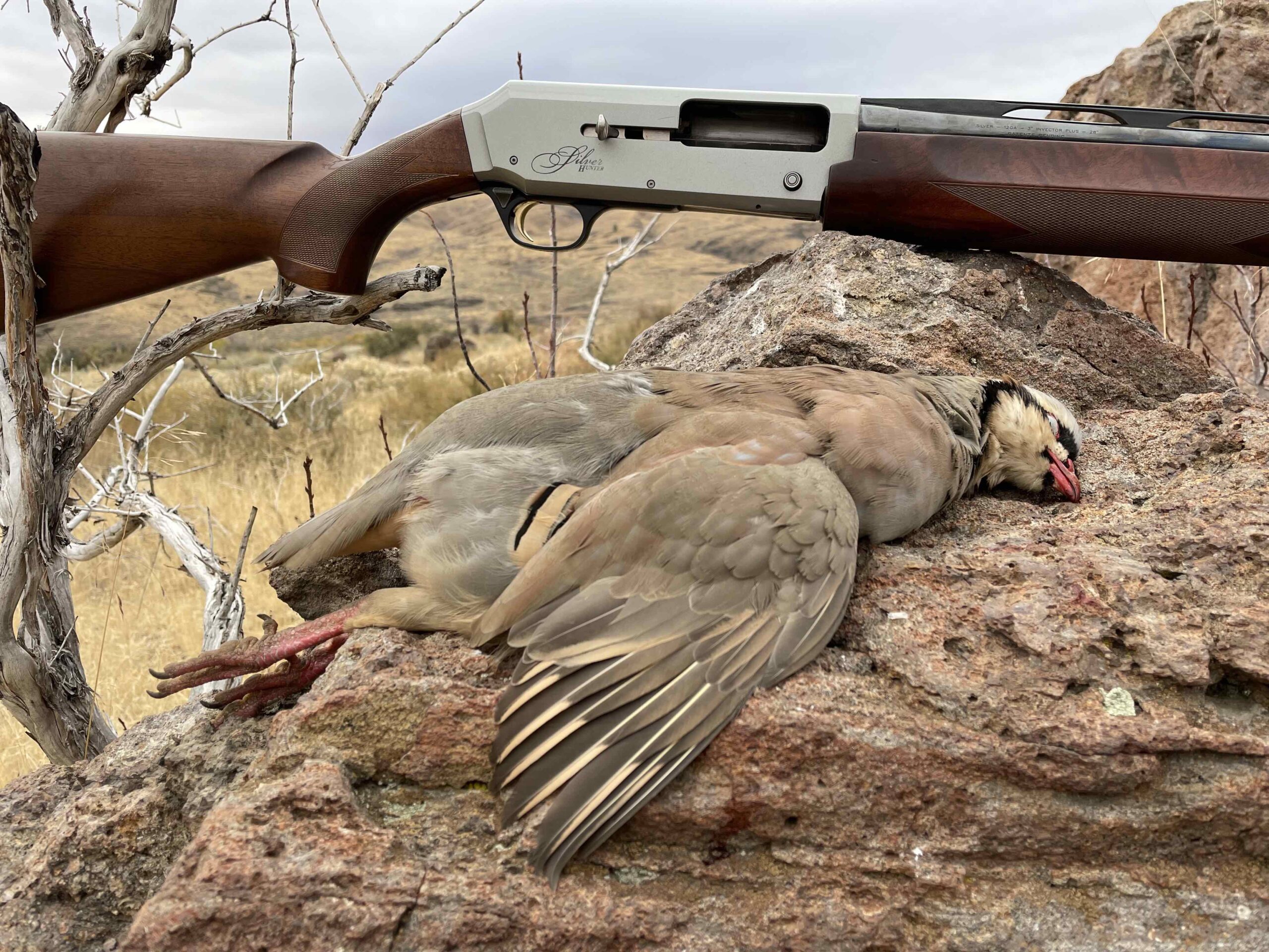 Chukar Partridge Hunting