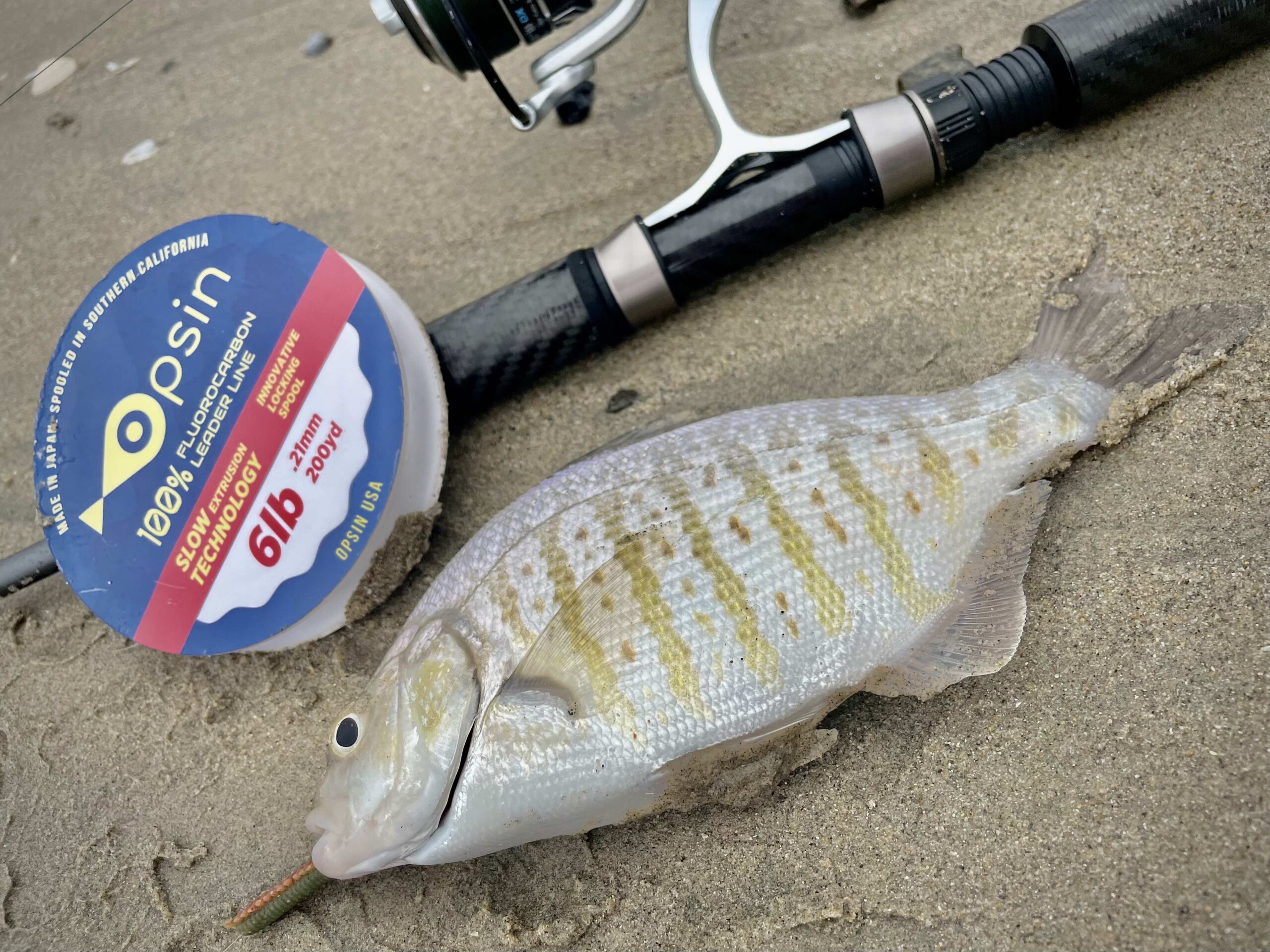 barred surf perch  flies, sand & surf