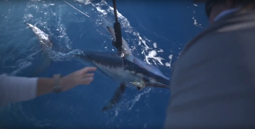 Saltwater Five things we’ve learned about Swordfish behavior from