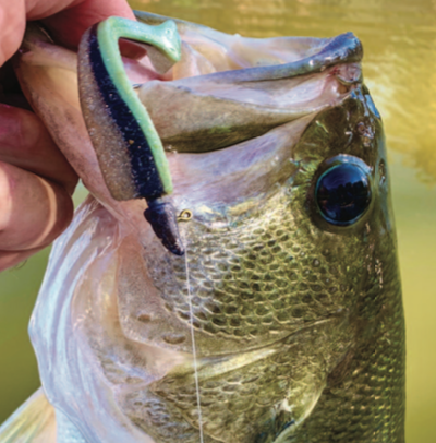 Lateral Line Thumping Winter Bass  ChatterBaits, Spinnerbaits & More 