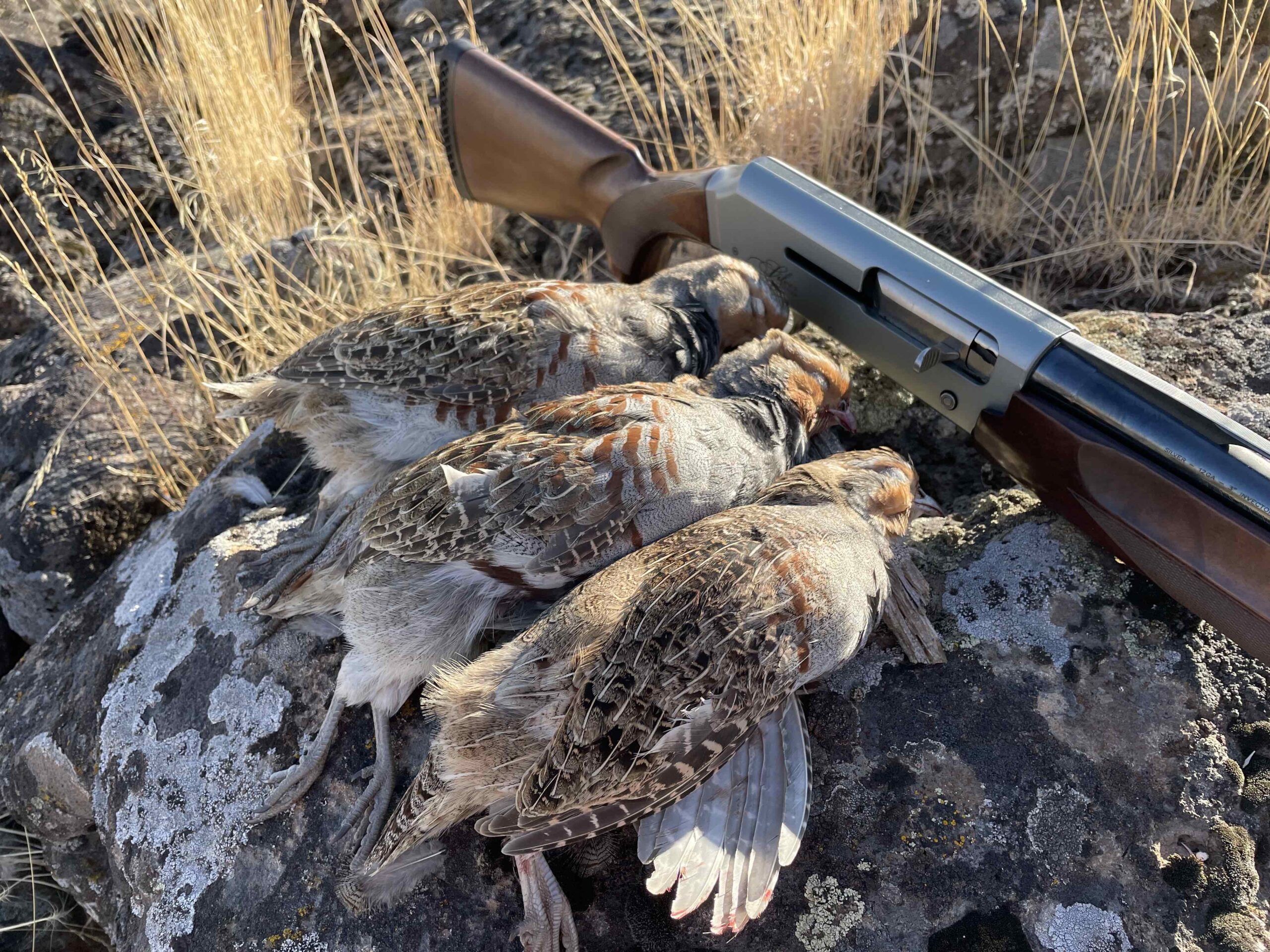 Quail Hunting