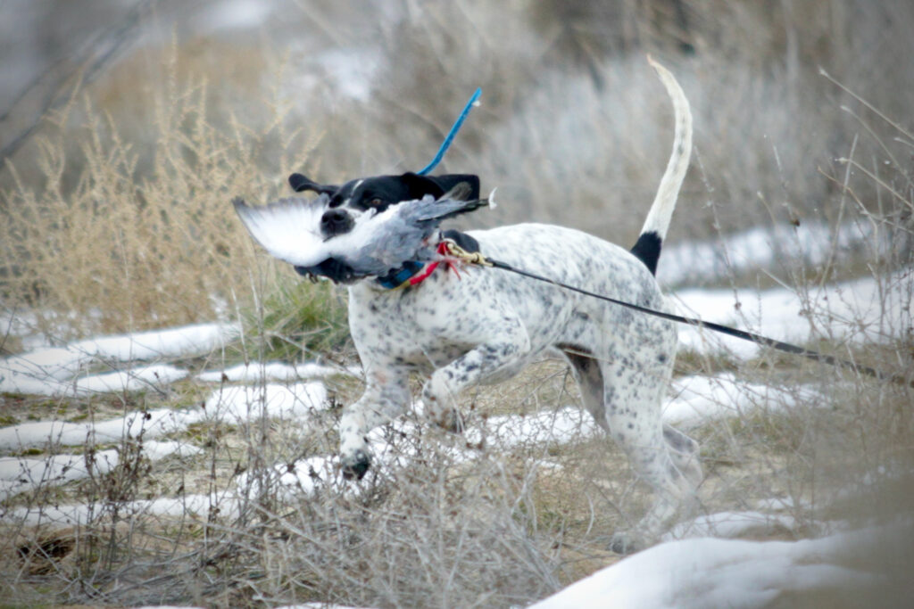 can you train a year old dog to hunt