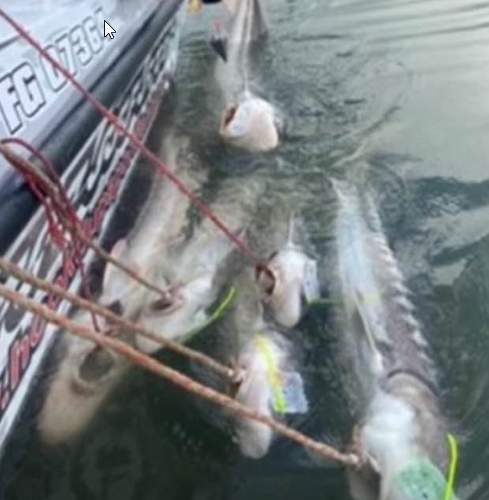 Want to Catch Sturgeon? You'll Need the Right Gear - CRFA