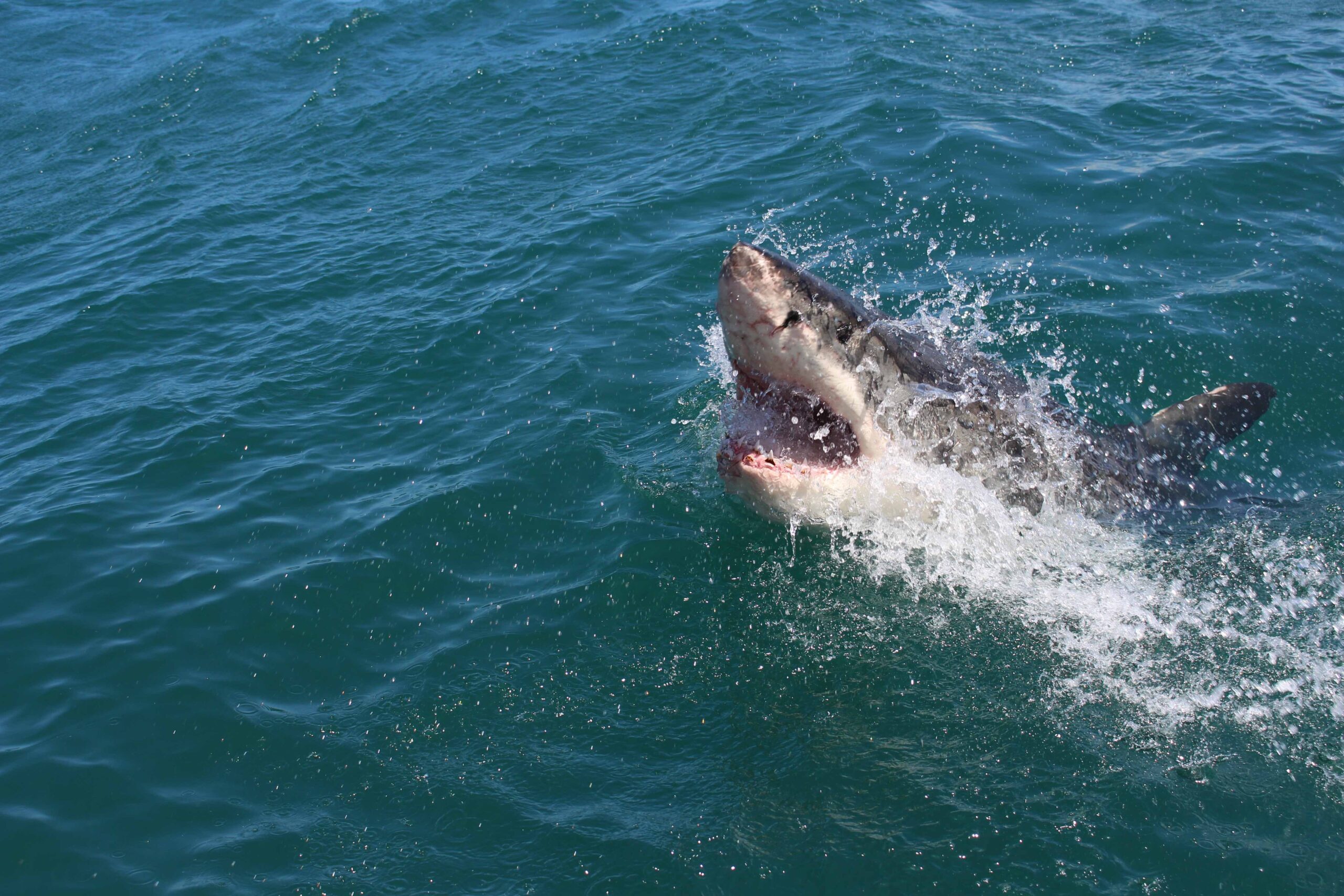 Are sea lions luring great white sharks to San Diego beaches?