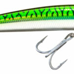 7 greenmackerel_100039916_alt1