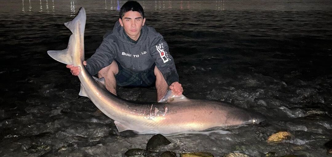 Shark fishing – Angler scores record-shaking shark from SoCal shore