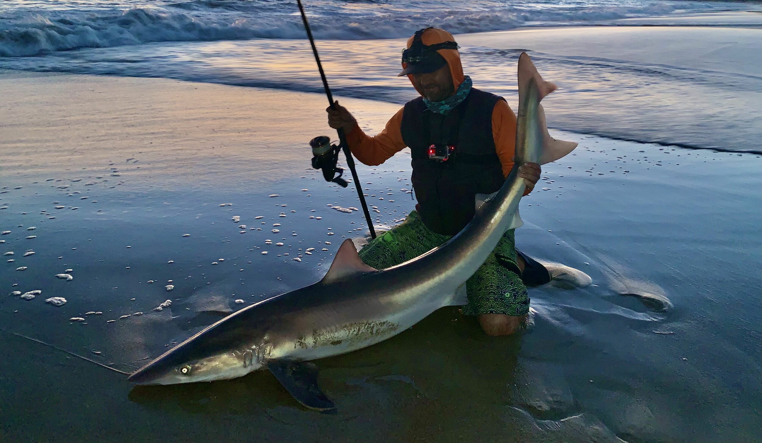 Great White Shark with fishing hook Photo