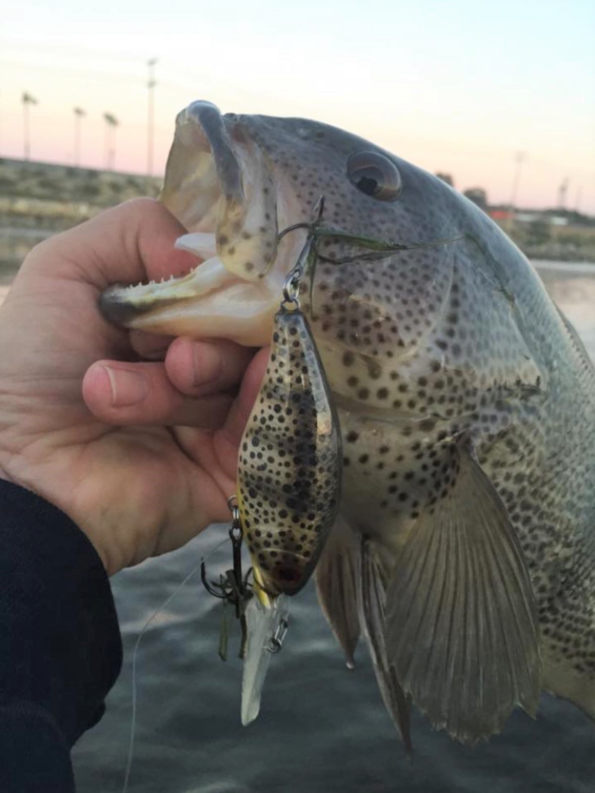 San Diego Bay sand bass move in