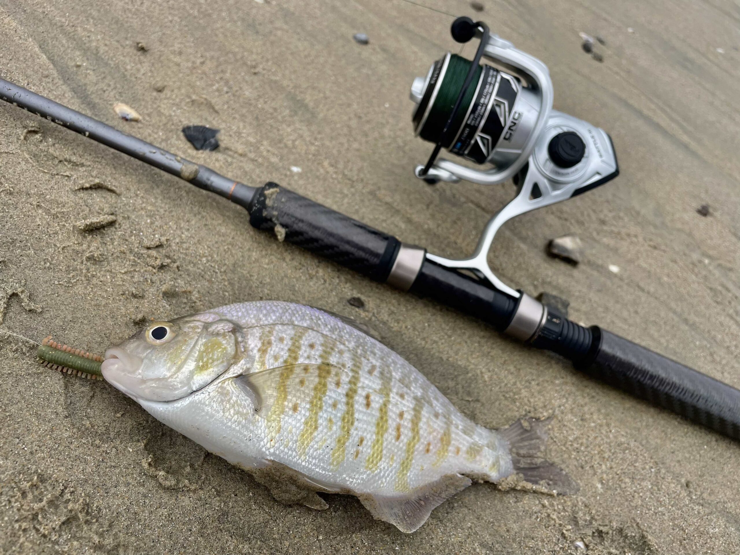 10 Best Surf Fishing Rods For Every Budget In 2024 - Ultimate Fisher