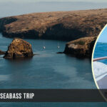 White-seabass