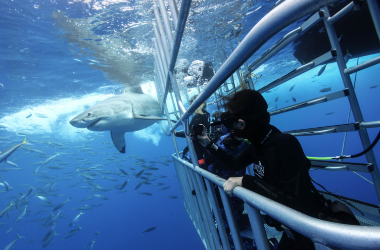 Guadalupe Island shut down to shark tourism by Mexican government