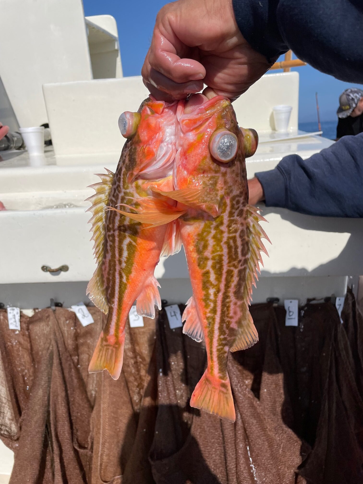 Lingcod Stinger Rig