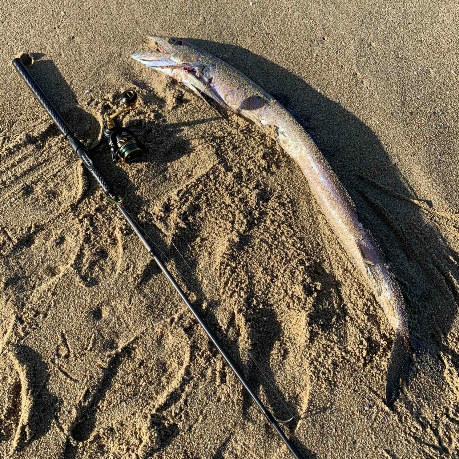 Saltwater – Elusive (and slightly scary) deep-water fish washes up