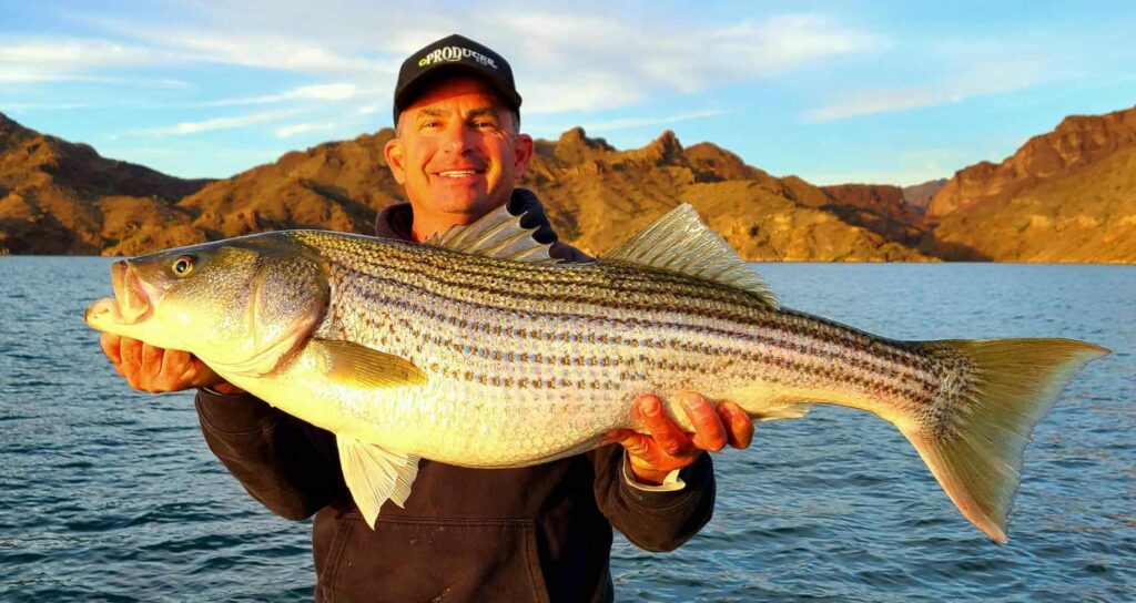 Big linesides perking up with WON Lake Havasu Striper Derby closing in