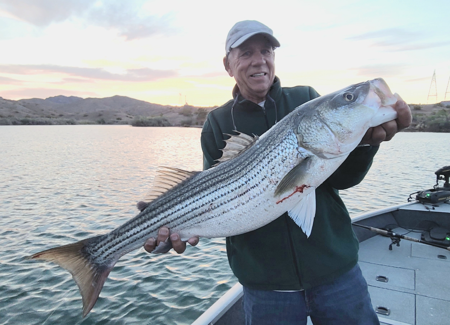 Big linesides perking up with WON Lake Havasu Striper Derby closing in