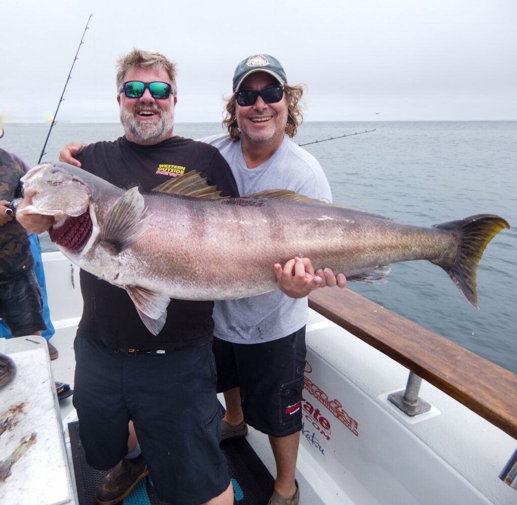 White seabass run slows down