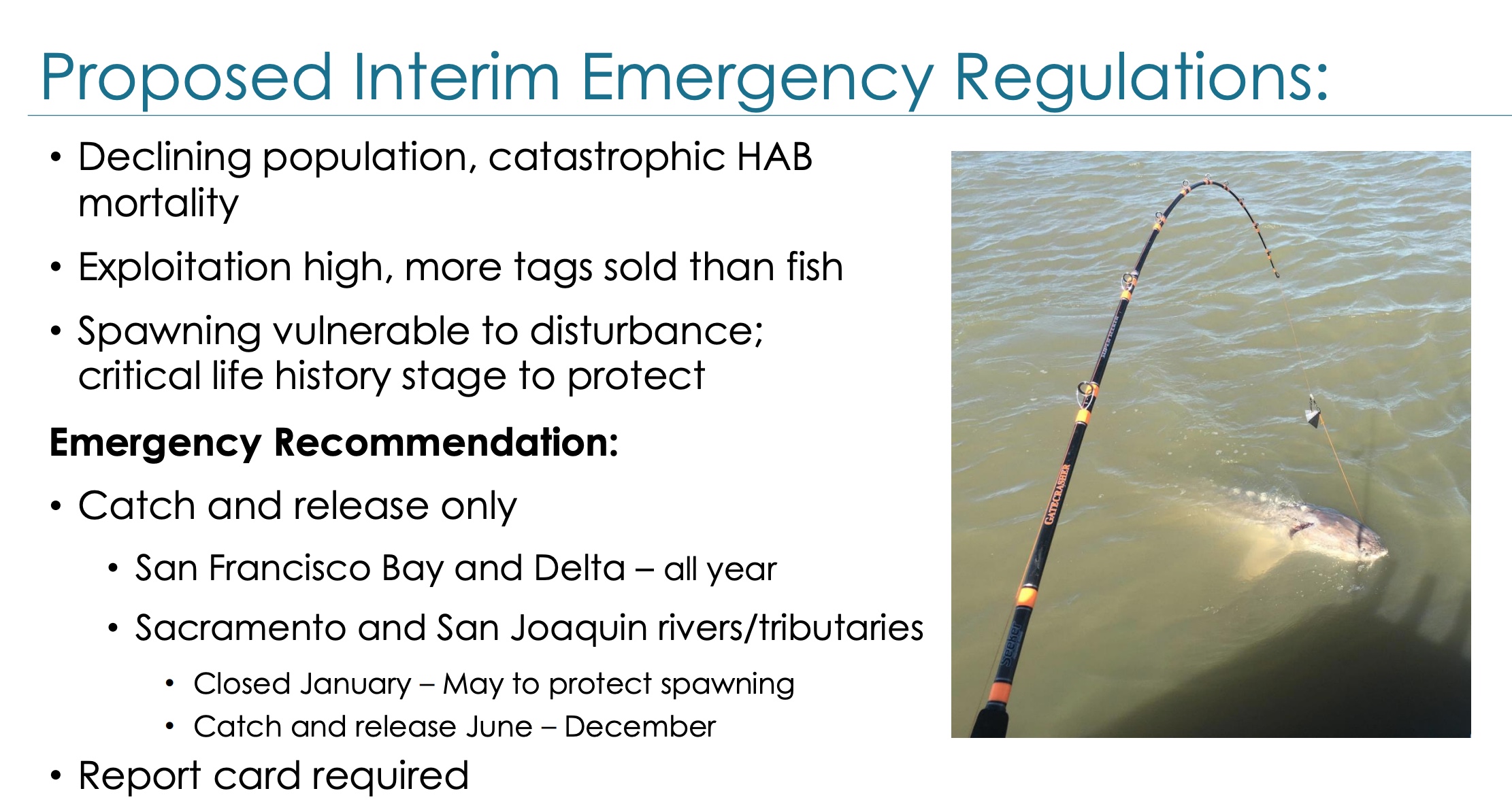 Recommendations for emergency white sturgeon regulations to be presented  during the October 11-12 Fish and Game Commission meeting