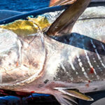 AFTCO-Crossbreed_1068x192