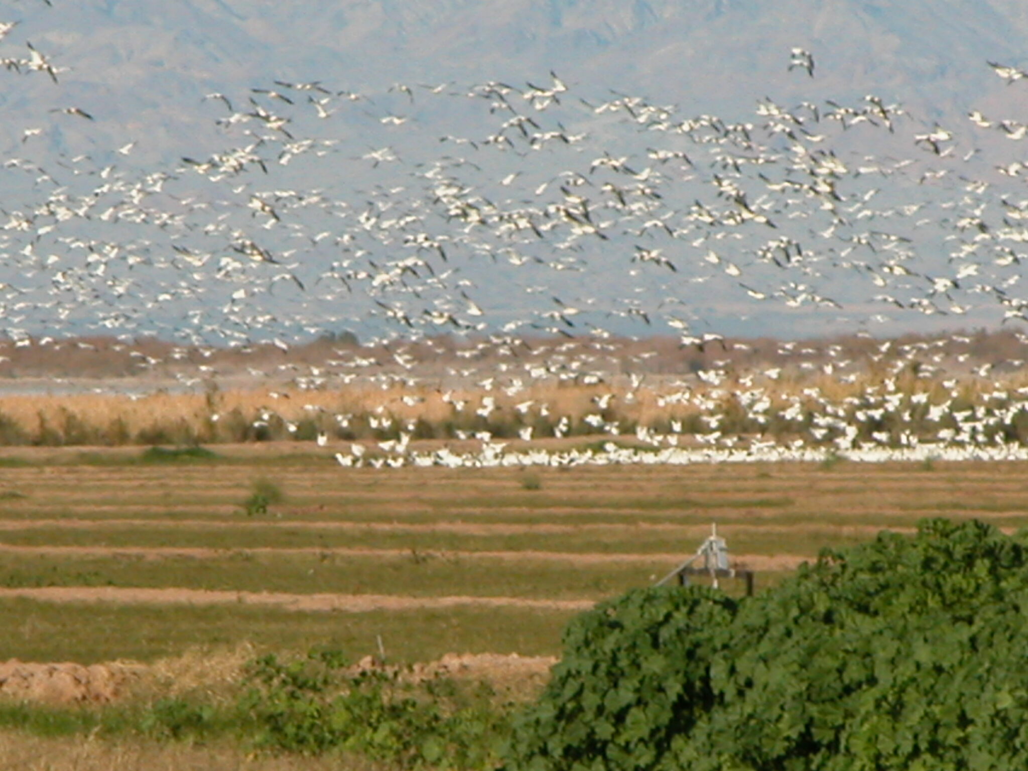 Over 30,000 white geese show up at Salton Sea refuges | Western Outdoor ...