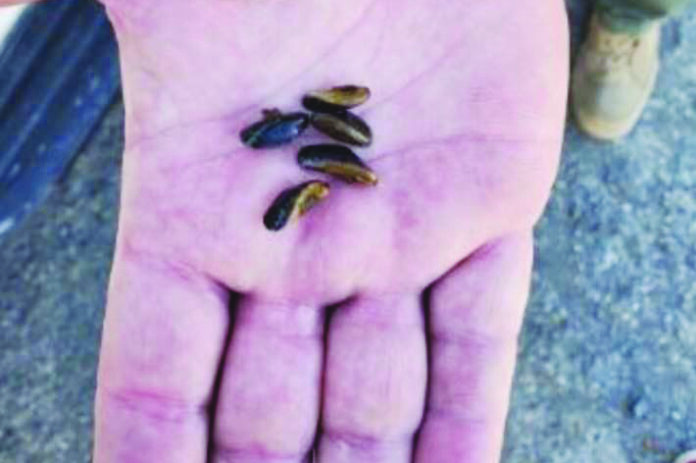 Folsom Lake Golden mussels copy