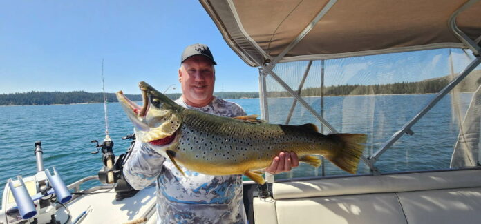 16.1-pound Shaver brown