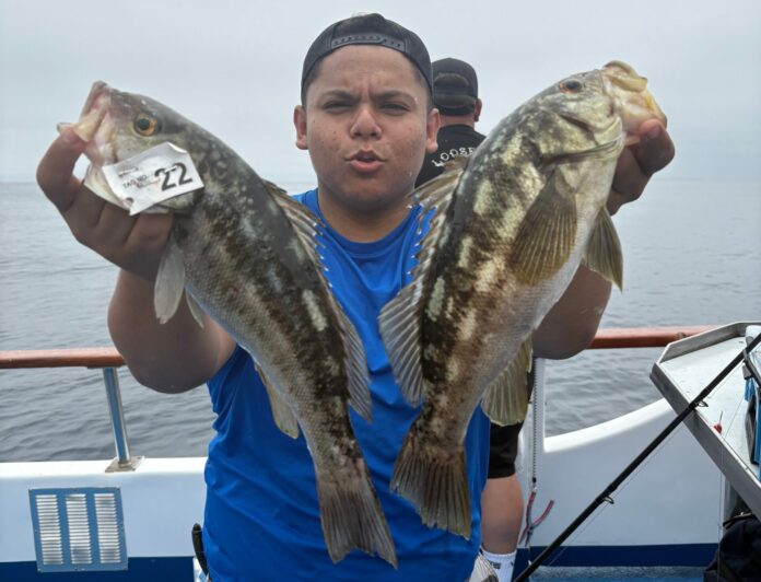 CATALINA CHECKERBOARDS