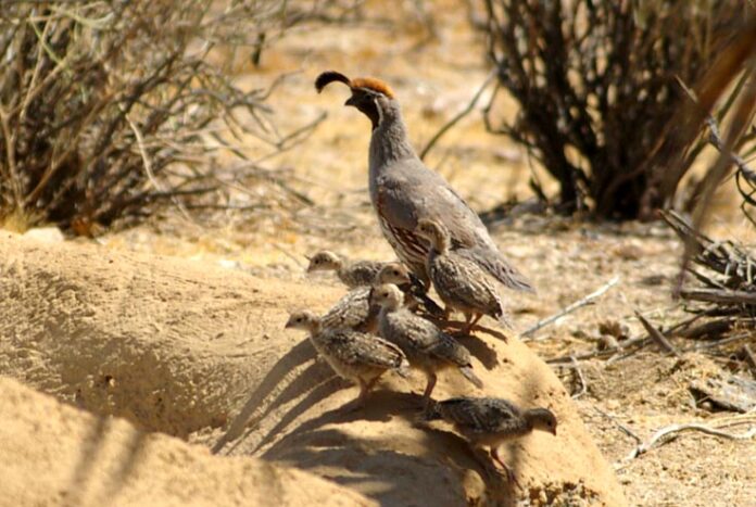 BROOD OF GAMBEL'S QUAIL