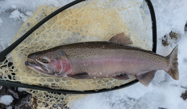 EAGLE LAKE RAINBOW