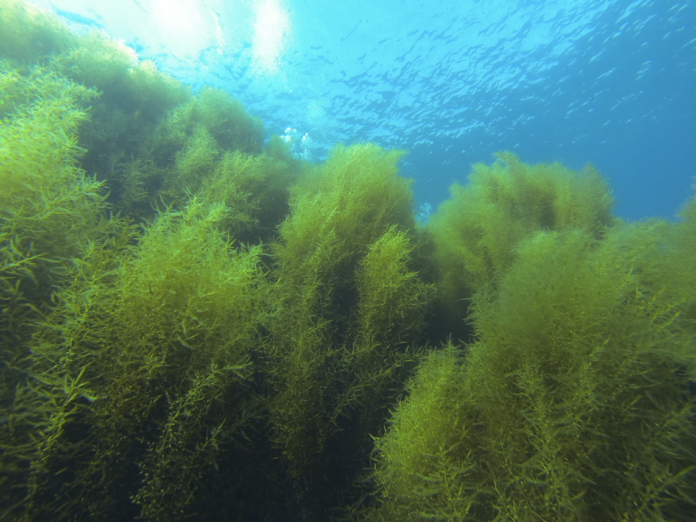 Marks-Orsini_Mature Plants 2