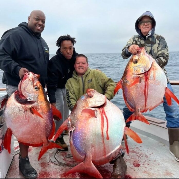 OLD GLORY OPAH
