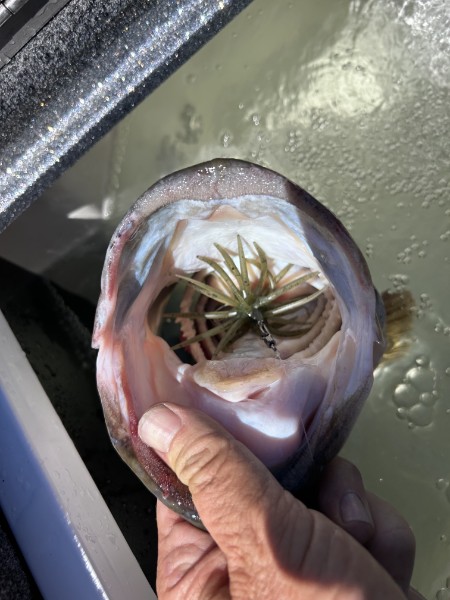 URCHIN EATER
