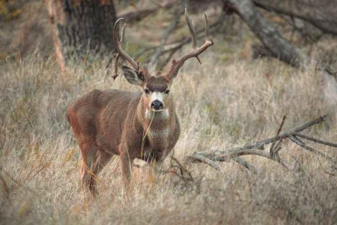 Photo of adult male deer standing in dry brush