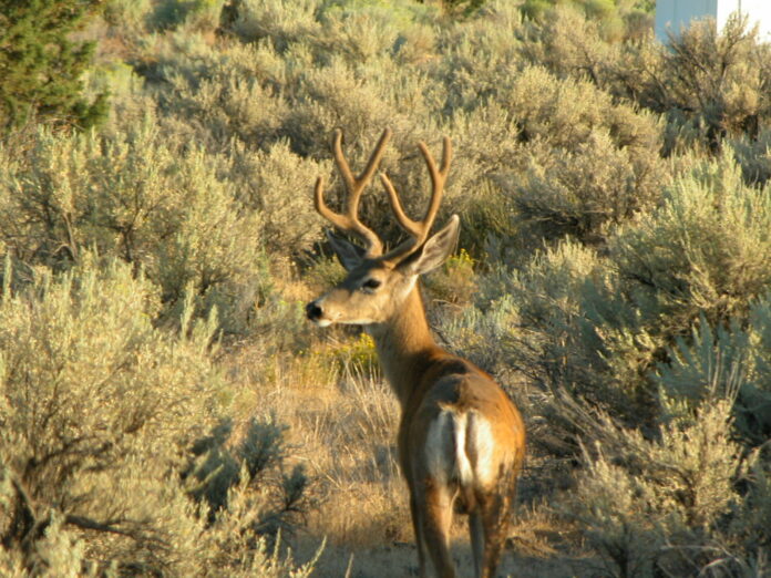 TROPHY CLASS MULE DEER