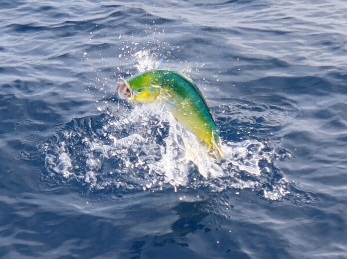 DORADO BUST OUT